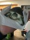 Florida Redbelly Turtle Reptiles
