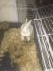 Florida White Rabbits for sale in Jersey City, NJ, USA. price: $60