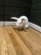 Florida White Rabbits