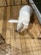 Florida White Rabbits for sale in District Heights, MD 20747, USA. price: $100