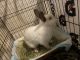 Florida White Rabbits for sale in Albuquerque, NM 87102, USA. price: $40