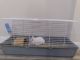 Florida White Rabbits for sale in Lakeland, FL, USA. price: NA