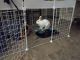 Florida White Rabbits for sale in Dallas-Fort Worth Metropolitan Area, TX, USA. price: $10
