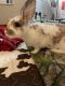Florida White Rabbits for sale in Laurens, SC 29360, USA. price: NA