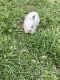 Florida White Rabbits for sale in 10020 Lawing School Rd, Charlotte, NC 28214, USA. price: $25