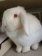 Florida White Rabbits for sale in Temecula, CA, USA. price: $160