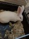 Florida White Rabbits for sale in Murrells Inlet, SC 29576, USA. price: NA