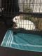 Florida White Rabbits for sale in Richmond, VA 23222, USA. price: NA