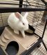 Florida White Rabbits for sale in Casa Grande, AZ, USA. price: $100