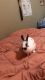 Florida White Rabbits for sale in Longview, TX, USA. price: $150