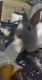 Florida White Rabbits for sale in Chino, CA, USA. price: NA