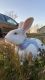 Florida White Rabbits for sale in Stillwater, OK, USA. price: NA