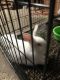 Florida White Rabbits for sale in Dearborn, MI, USA. price: $100
