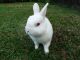 Florida White Rabbits for sale in Miami, FL, USA. price: NA