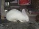 Florida White Rabbits for sale in Ghazipur, Uttar Pradesh 233001, India. price: 500 INR