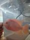 Flowerhorn Fishes for sale in Marshall, IL 62441, USA. price: NA