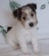 Fox Terrier Puppies for sale in Los Angeles, CA, USA. price: $750