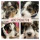 Fox Terrier Puppies for sale in Port Charlotte, FL, USA. price: NA