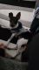 Fox Terrier Puppies for sale in Port St. Lucie, FL, USA. price: $800