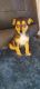 Fox Terrier Puppies for sale in Tarpon Springs, FL, USA. price: $480