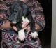 Fox Terrier Puppies for sale in Bakersfield, CA, USA. price: NA