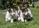 Fox Terrier Puppies for sale in Montgomery, AL, USA. price: NA