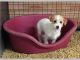 Fox Terrier Puppies for sale in Carlsbad, CA, USA. price: NA