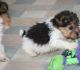 Fox Terrier Puppies for sale in Jaffrey, NH 03452, USA. price: NA