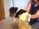 Fox Terrier Puppies for sale in Minneapolis, MN, USA. price: NA