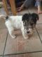 Fox Terrier Puppies for sale in Baton Rouge, LA, USA. price: NA