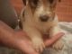 Fox Terrier Puppies for sale in NC-54, Burlington, NC 27215, USA. price: NA