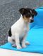 Fox Terrier Puppies for sale in California St, San Francisco, CA, USA. price: NA