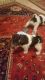 Fox Terrier Puppies for sale in Los Angeles, CA, USA. price: NA