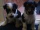 Fox Terrier Puppies for sale in Columbus, OH 43215, USA. price: NA