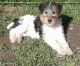 Fox Terrier Puppies for sale in Walnut, CA, USA. price: NA