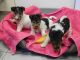 Fox Terrier Puppies for sale in Bloomfield Ave, Bloomfield, CT 06002, USA. price: NA