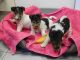 Fox Terrier Puppies for sale in Lawton, OK 73505, USA. price: NA