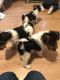 Fox Terrier Puppies for sale in Marysville, WA, USA. price: NA