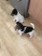 Fox Terrier Puppies for sale in St Paul, MN, USA. price: NA