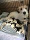 Fox Terrier Puppies for sale in Olympia, WA, USA. price: NA