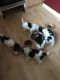 Fox Terrier Puppies for sale in Jacksonville, FL, USA. price: NA