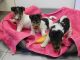 Fox Terrier Puppies for sale in Albuquerque, NM 87123, USA. price: NA