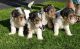 Fox Terrier Puppies for sale in NJ-17, Paramus, NJ 07652, USA. price: NA