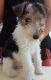 Fox Terrier Puppies for sale in Baltimore, MD 21288, USA. price: NA
