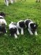 Fox Terrier Puppies for sale in Portland, OR, USA. price: NA