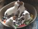 Fox Terrier Puppies for sale in Indianapolis Blvd, Hammond, IN, USA. price: NA