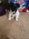Fox Terrier Puppies for sale in Oak Grove, MN 55303, USA. price: $400