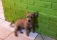 Fox Terrier Puppies for sale in Leominster, MA 01453, USA. price: $500