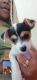 Fox Terrier (Smooth) Puppies for sale in Stockton, CA, USA. price: $1,000