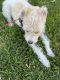 Fox Terrier (Smooth) Puppies for sale in Fairfax, VA, USA. price: NA